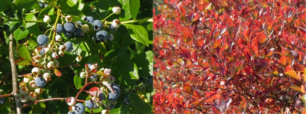 The Mercer Slough is famous for its Blueberry Fields