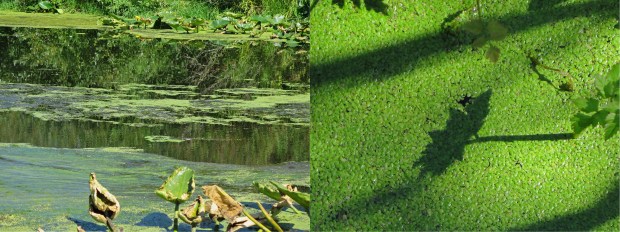 Duck Weed
