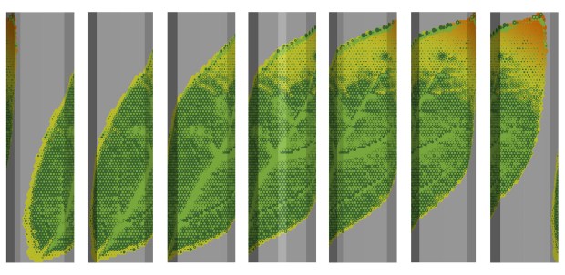 The leaf wraps rotate around the columns.