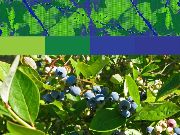 Template 3 adds dark blue and light green, picking up the colors of the blueberry bushes.