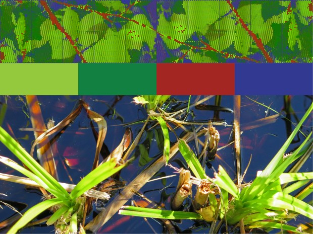 Template 4 adds the dark red found in the murky depth of the reeds in the slough.